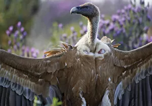 Images Dated 23rd April 2009: Griffon vulture (Gyps fulvus) with wings stretched out, Extremadura, Spain, April 2009