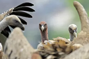Images Dated 2nd June 2009: Griffon vultures (Gyps fulvus) Andorra, June 2009