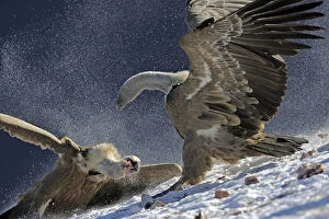 Wild Wonders of Europe 1 Gallery: Griffon vultures (Gyps fulvus) fighting over food, Cebollar, Torla, Aragon, Spain