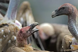 Images Dated 2nd June 2009: Griffon vultures (Gyps fulvus) squabbling, heads covered in blood from feeding, Andorra
