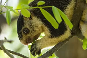 2018 October Highlights Gallery: Grizzled giant squirrel (Ratufa macroura) feeding, Cauvery Wildlife Sanctuary, Karnataka
