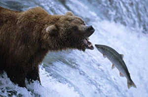 2009 Highlights Gallery: Grizzly bear catching salmon, Brooks river, Katmai NP {Ursus arctos horribilis}