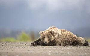 Grizzly Bear (Ursus arctos) asleep, Lake Clarke National Park, Alaska, September