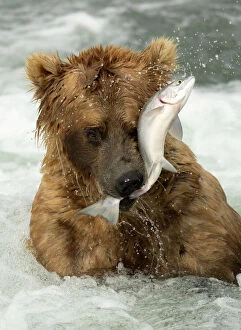 Behavioural Gallery: Grizzly bear (Ursus arctos) catching a fish, Brooks Falls in Katmai National Park