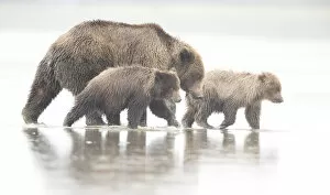 Danny Green Collection: Grizzly Bear (Ursus arctos) and cubs looking for salmon, Lake Clarke National Park
