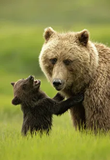 Grizzly bear (Ursus arctos) female with cub seeking attention from its mother, Lake Clark National Park, Silver Salmon, Alaska. July