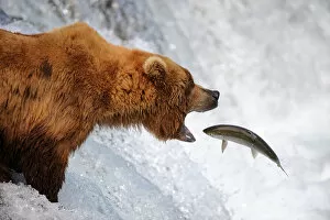 Images Dated 10th July 2009: Grizzly bear (Ursus arctos horribilis) catching salmon in Brooks river, Katmai National Park