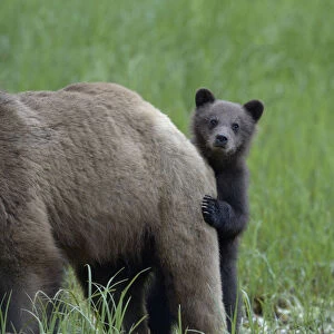 Images Dated 20th June 2013: Grizzly bear (Ursus arctos horribilis) cub peering out from behind its mother, Khutzeymateen
