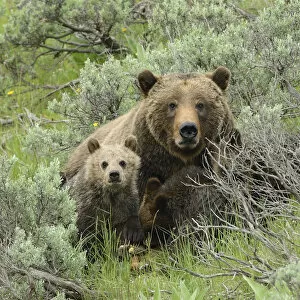 Images Dated 26th June 2011: Grizzly Bear (Ursus arctos horribilis) mother and cubs. Grand Teton National Park