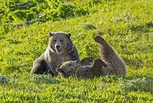 Grizzly bear (Ursus arctos horribilis) female with sub-adult cub rolling on back, in grassland