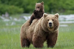 Meadow Prints: Grizzly bear (Ursus arctos horribilis) female with cub riding on back