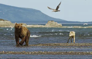 Miispecies Prints: Grizzly bear (Ursus arctos horribilis) and Grey wolf (Canis lupus) on beach