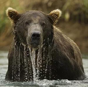 Grizzly Bear (Ursus arctos horribilis) male in water. Coastal Katmai National Park