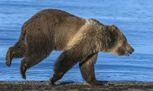 Grizzly bear (Ursus arctos horribilis) running along shore of Yellowstone Lake at sunrise