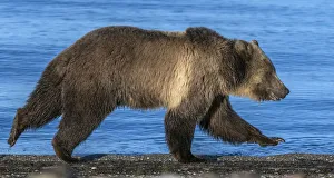 Grizzly bear (Ursus arctos horribilis) running along shore of Yellowstone Lake at sunrise
