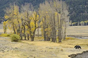 Images Dated 13th October 2011: Grizzly bear (Ursus arctos horribilis) walking, Yellowstone National Park, Wyoming