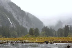 Conifers Prints: Grizzly bear (Ursus arctos horribilis) walking through creek, BC, Canada, Autumn
