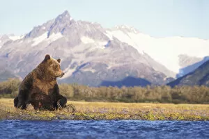 North American Wildlife Collection: Grizzly bear (Ursus arctos horribils) sow sits in riverbed with a mountain range in background
