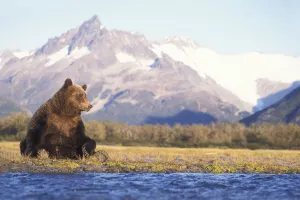 Grizzly bear (Ursus arctos horribils) sow sits in riverbed with a mountain range in background