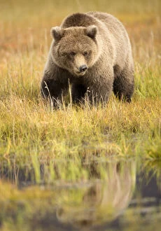 Images Dated 15th September 2016: Grizzly Bear (Ursus arctos) portrait, Lake Clarke National Park, Alaska, September