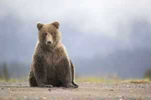 Grizzly Bear (Ursus arctos) resting, Lake Clarke National Park, Alaska, September