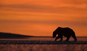 Danny Green Gallery: Grizzly Bear (Ursus arctos) silhouetted at dawn, Lake Clarke National Park, Alaska