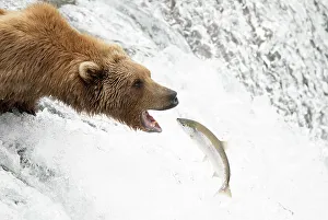 Grizzly bear (Ursus arctos) standing at top of waterfall catching Salmon (Salmo sp. ), Brooks Falls, Katmai National Park, Alaska. July