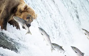 August 2023 Highlights Prints: Grizzly bear (Ursus arctos) standing at top of waterfall catching Salmon (Salmo sp)