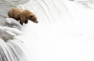 August 2023 Highlights Collection: Grizzly bear (Ursus arctos) watching for Salmon at top of waterfall, Brooks Falls