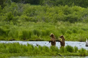 Legs Prints: Grizzly bears (Ursus arctos horribilis) looking for salmon