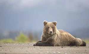 Danny Green Gallery: Grizzly Bears (Ursus arctos) resting, Lake Clarke National Park, Alaska, September