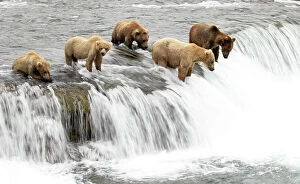 August 2023 Highlights Collection: Five Grizzly bears (Ursus arctos) standing at top of waterfall fishing for Salmon, Brooks Falls
