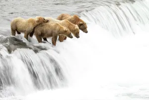 Waiting Prints: Grizzly bears (Ursus arctos) on a waterfall