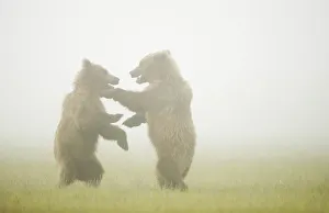 Images Dated 9th July 2016: Grizzly cubs (Ursus arctos) two play fighting in the mist, near Brooks Falls in Katmai