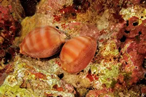Caenogastropoda Prints: Groove-tooth cowries (Cypraea sulcidentata) resting on reef, Hawaii, Pacific Ocean