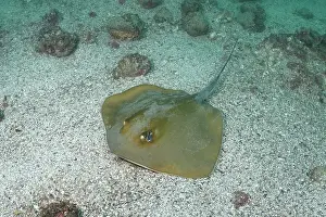 Rays Prints: Groovebelly stingray (Dasyatis hypostigma) resting on seabed