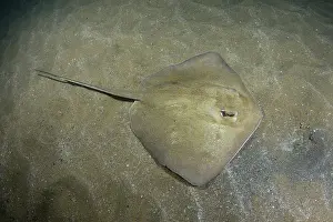 Rays Prints: Groovebelly stingray (Dasyatis hypostigma) resting on seabed
