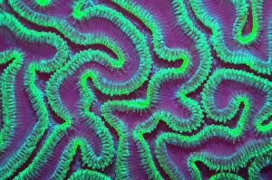 Purple Gallery: Grooved brain coral (Diploria labyrinthiformis) at night with polyps extended to feed