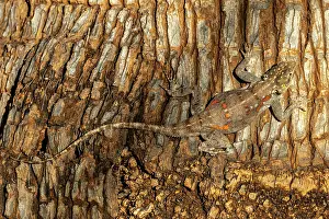 Squamata Prints: Ground agama (agama aculeata) camouflaged on trunk of Palm tree