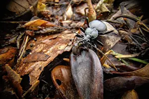 Rhinotia Prints: Ground beetle (Cychrus attenuatus) preying on larva on the forest floor at night