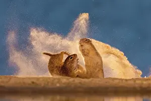 Rodentia Prints: Ground squirrels fighting, Kiskunsag National Park