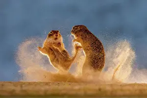 Rodentia Prints: Two Ground squirrels, juveniles