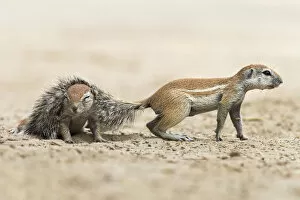 Ground squirrels (Xerus inauris ) one with its tail over the back of another, Kgalagadi