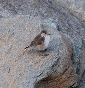 Paridae Prints: Ground tit (Pseudopodoces humilis) perched on a rock, Hanle, Ladakh, India