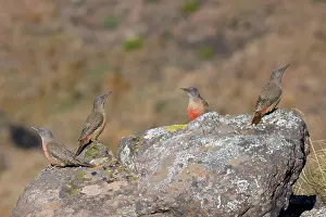 Woodpecker Prints: Four Ground woodpeckers (Geocolaptes olivaceus) perched on a rock