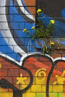 Groundsel {Senecio sp} growing out of brick wall covered in colourful graffiti, Bristol