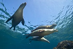 Sealions Prints: A group of adult female California sealions (Zalophus californianus) bask in the sun at the surface