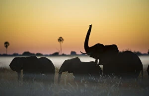Animal In The Wild Gallery: Group of African elephants (Loxodonta africana) silhouetted at sunrise, Okavango Delta, Botswana