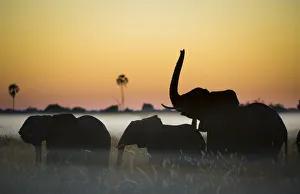 Group of African elephants (Loxodonta africana) silhouetted at sunrise, Okavango Delta, Botswana