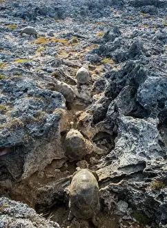 Reptile Prints: Group of Aldabra giant tortoises (Aldabrachelys gigantea)